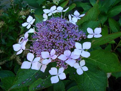 Lace Cap Hydrangea