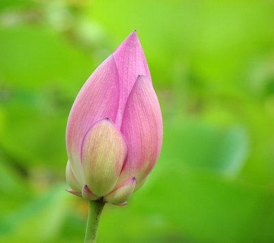 Lotus Bud