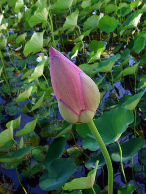 Lotus Bud