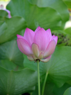 Full Flower Lotus