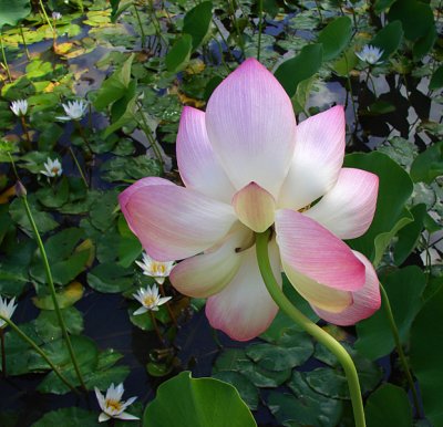 Lotus and Lilies