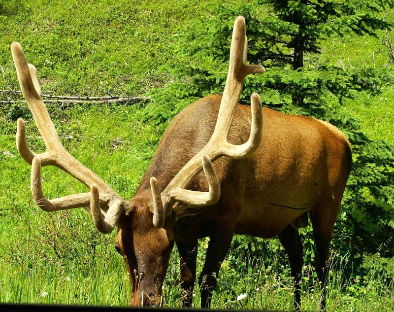 Bull Elk along Bow Valley Parkway