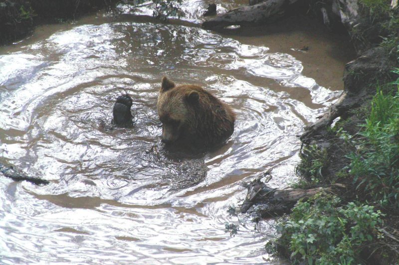 Grizzly taking a bath, taken from the gondola going  back down