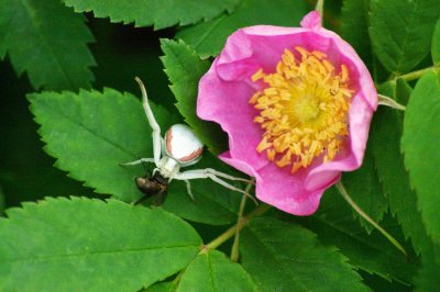 Spider and flower