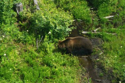 Close up of grizzly from gondola