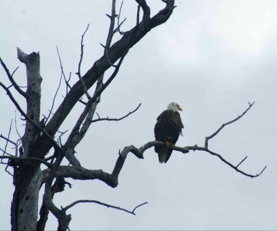 From the Columbia River - an eagle