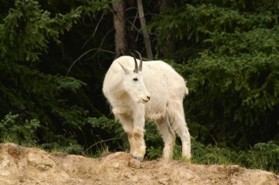 Mountain goat at Mt. Kerkeslin