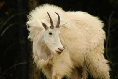 Goat with full coat