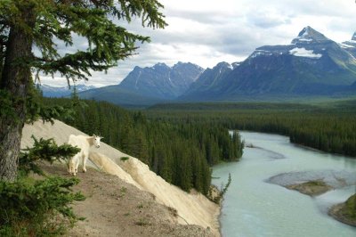 Athabasca River and the goat lick