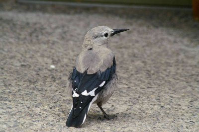 Parker's Jay bird