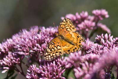 IMG_9603.jpg