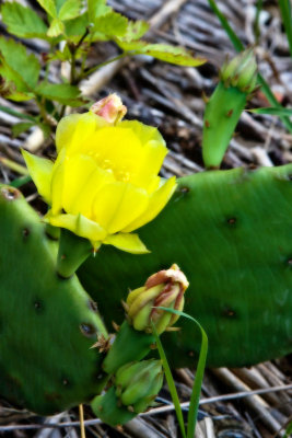 Yellow Prickly Pear Cactus