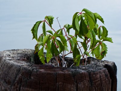 Nature's growing pot
