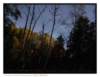 Nightshot in forest