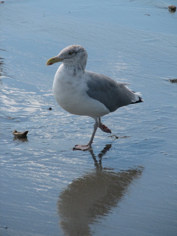 Seagull 4