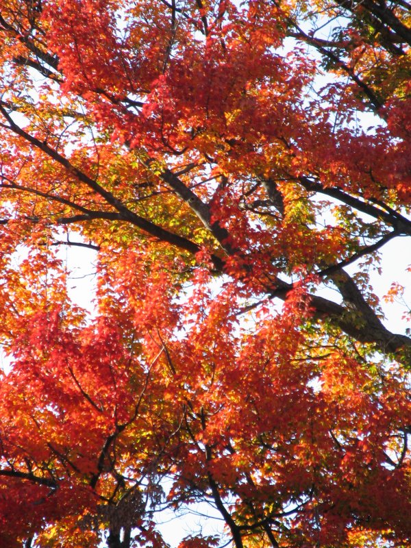 Fall Colors 7