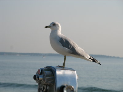 Seagull 1