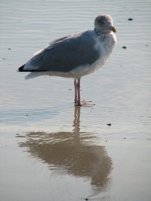 Seagull 2