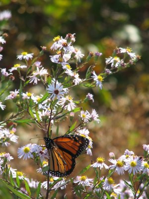 Butterfly 2