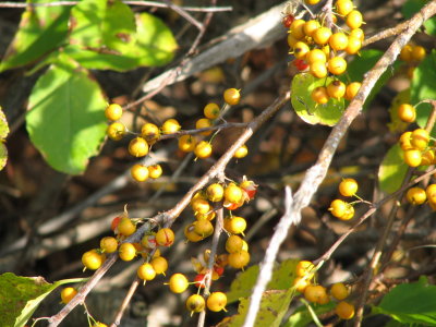 Plant Life 2