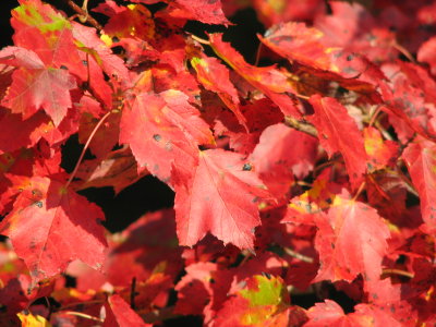 Fall Colors 2