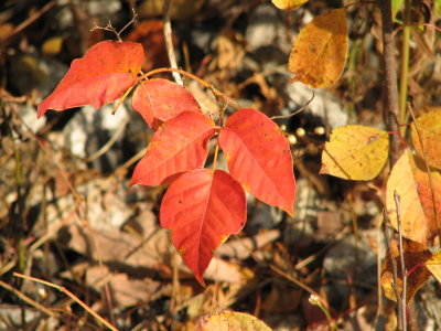 Fall Colors 3