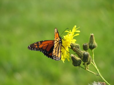 Butterfly 3