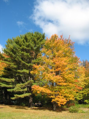 Fall Colors 6