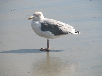 Seagull 5