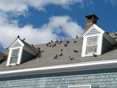 The Birds