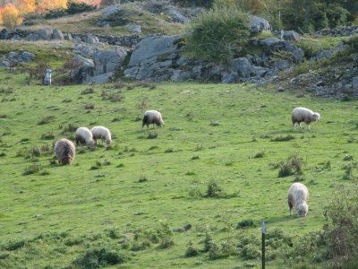 Sheep Meadow 1