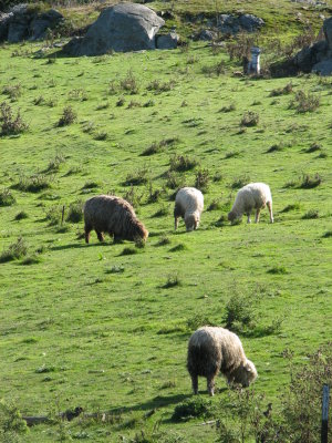 Sheep Meadow 3