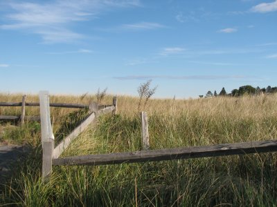 Beach Grass 1