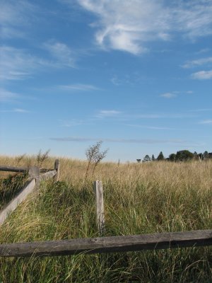 Beach Grass 2