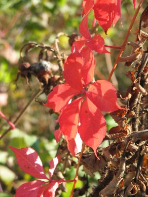 Red Leaves 1