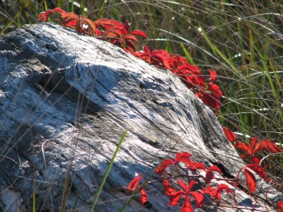 Red Leaves 2
