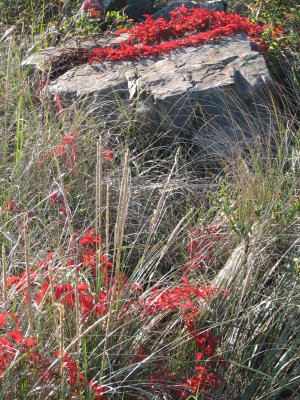 Red Leaves 3