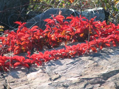 Red Leaves 4