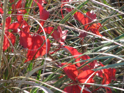 Red Leaves 5