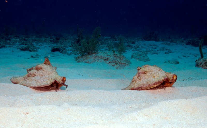 Conch
