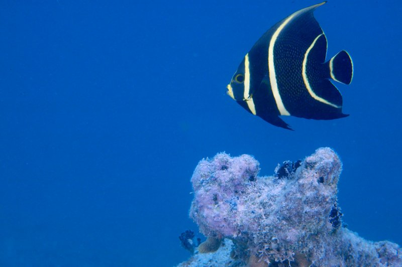 Juvenile French Angelfish