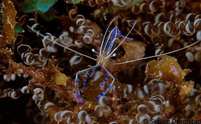 Pederson Cleaning Shrimp