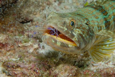 Sand Diver with a Pederson Cleaning Shrimp