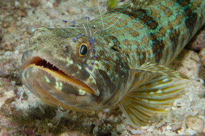 Sand Diver with a Pederson Cleaning Shrimp