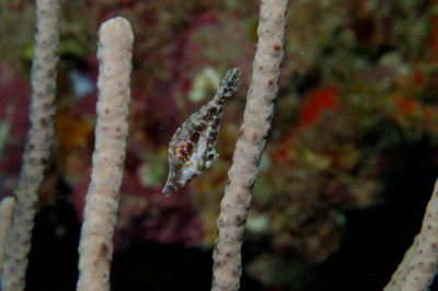 Slender Filefish