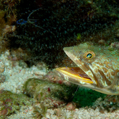 Sand Diver with Pederson Cleaning Shrimp