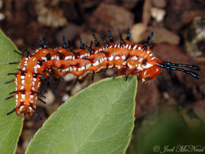 Gulf Fritillary caterpillar