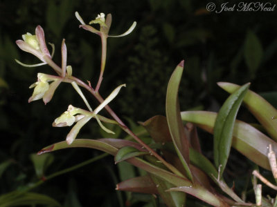 Green Fly Orchid: Epidendrum conopseum