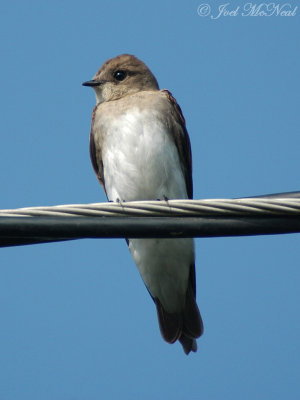 Northern Rough-winged Swallow: Stelgidopteryx serripennis