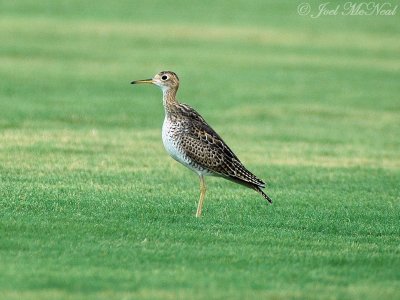 Upland Sandpipers: 2008 & 2009